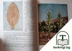 Български тютюневи сортове — снимка 2