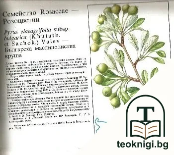 Атлас на ендемичните растения в България — снимка 3