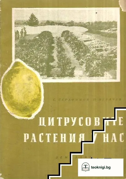 Цитрусовите растения у нас — корица