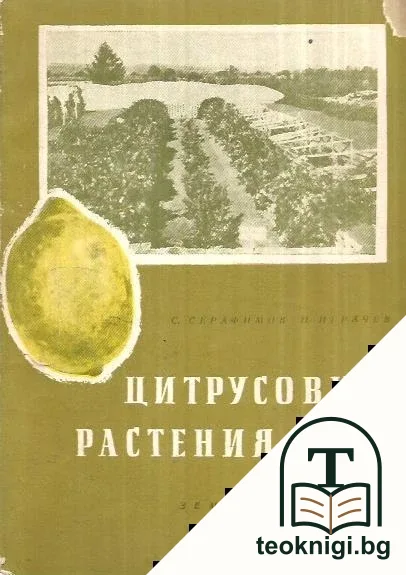 Цитрусовите растения у нас — корица