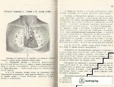 Кога, защо и какъ трябва да се предпише дигитала — снимка 2