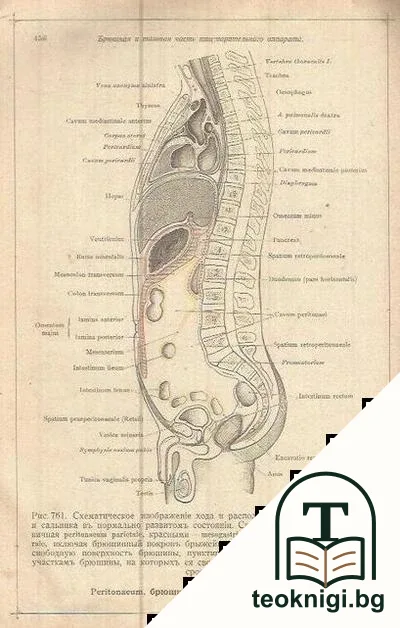 TOLDT Анатомическiй атласъ для студентовъ и врачей. Томъ 2 — снимка 3