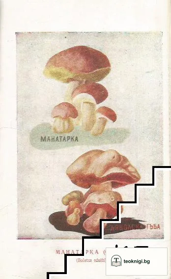Българска билка — снимка 2