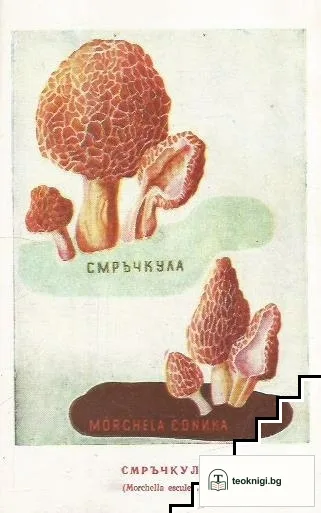 Българска билка — снимка 3