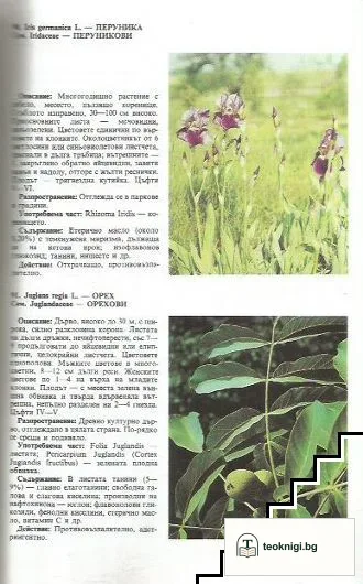 Фитотерапия и народна медицина — снимка 2