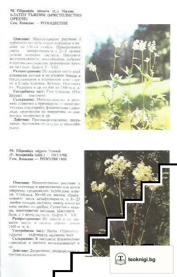 Фитотерапия и народна медицина — снимка 3