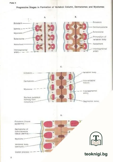Clinical Symposia 1981 Annual — снимка 3