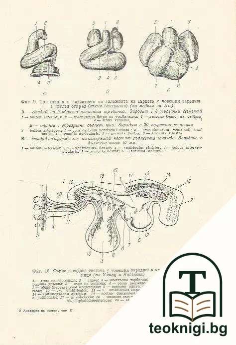 Анатомия на човека. Том 2 — снимка 2