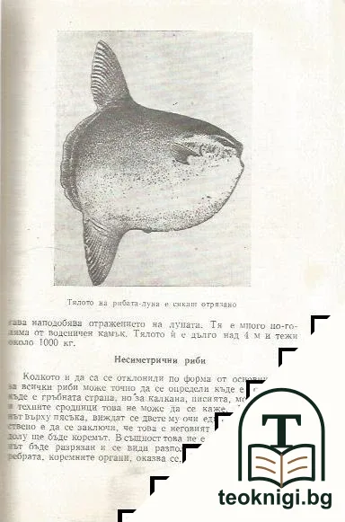 Забавна ихтиология — снимка 3