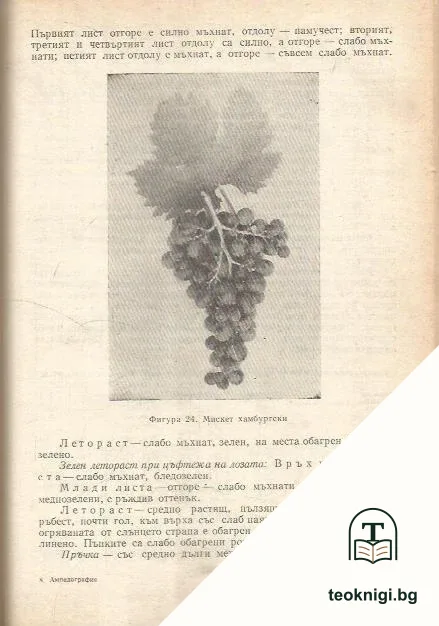 Ампелография — снимка 3