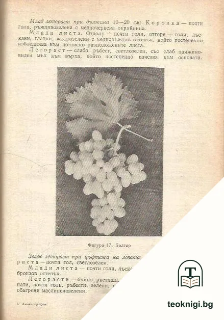 Ампелография — снимка 2