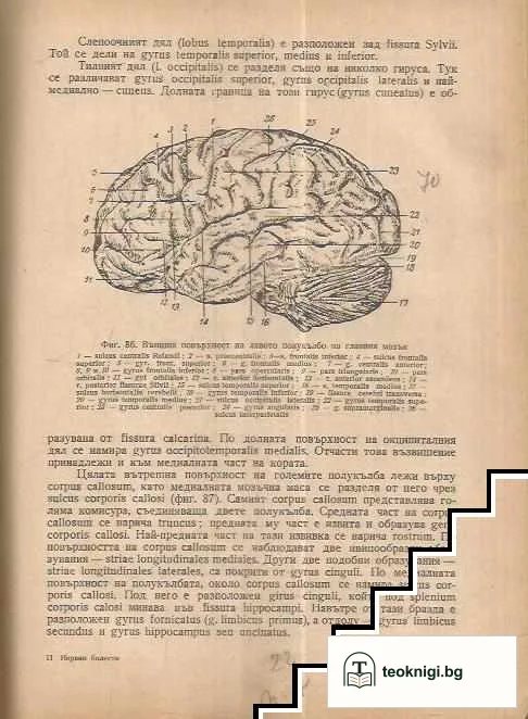 Нервни болести — снимка 2