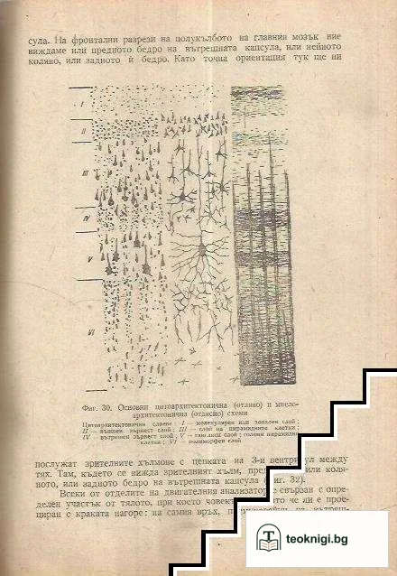 Нервни болести — снимка 2