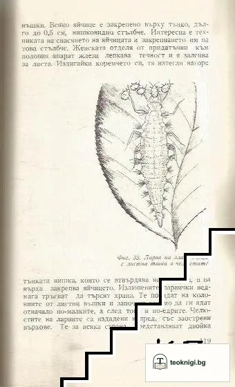 Хищници сред насекомите — снимка 4