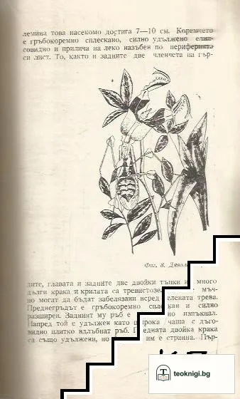 Хищници сред насекомите — снимка 3