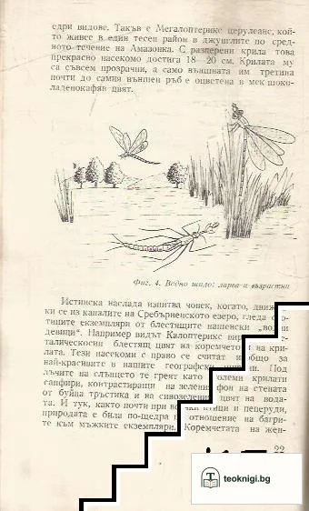 Хищници сред насекомите — снимка 2