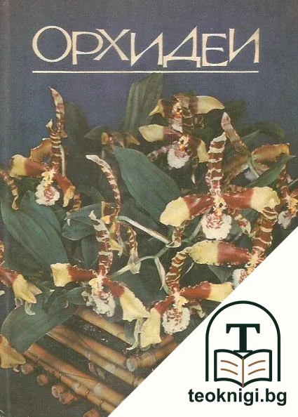 Орхидеи — корица