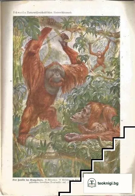 Grundriß der Tierkunde — снимка 3