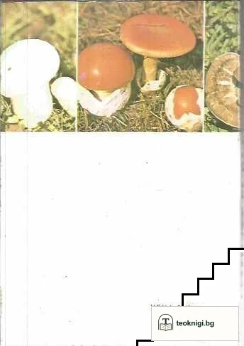 Нашите гъби — снимка 2