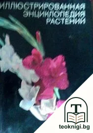 Иллюстрированная энциклопедия растений — корица
