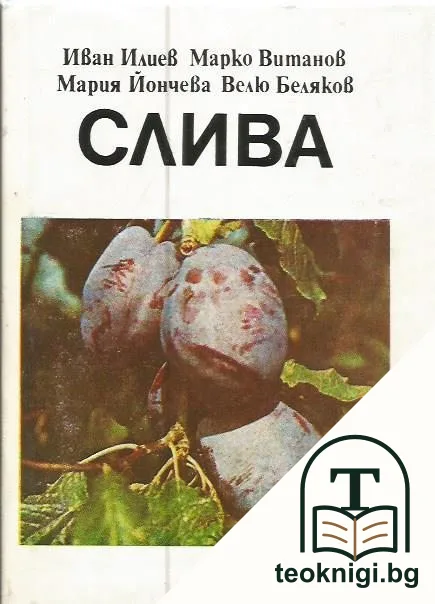 Слива — корица
