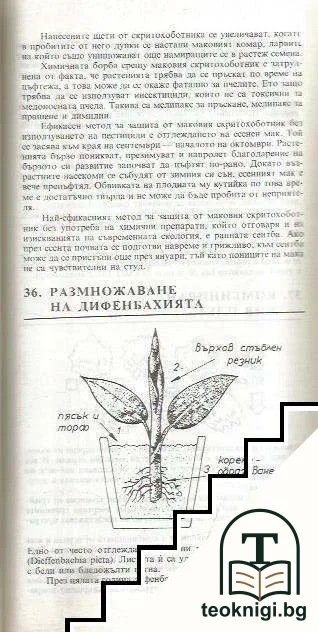 Тънкости в градинарството — снимка 4