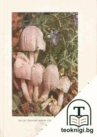 Диворастящи и култивирани гъби — снимка 2